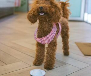 Vía Lattea Pet-Friendly Helados para perros