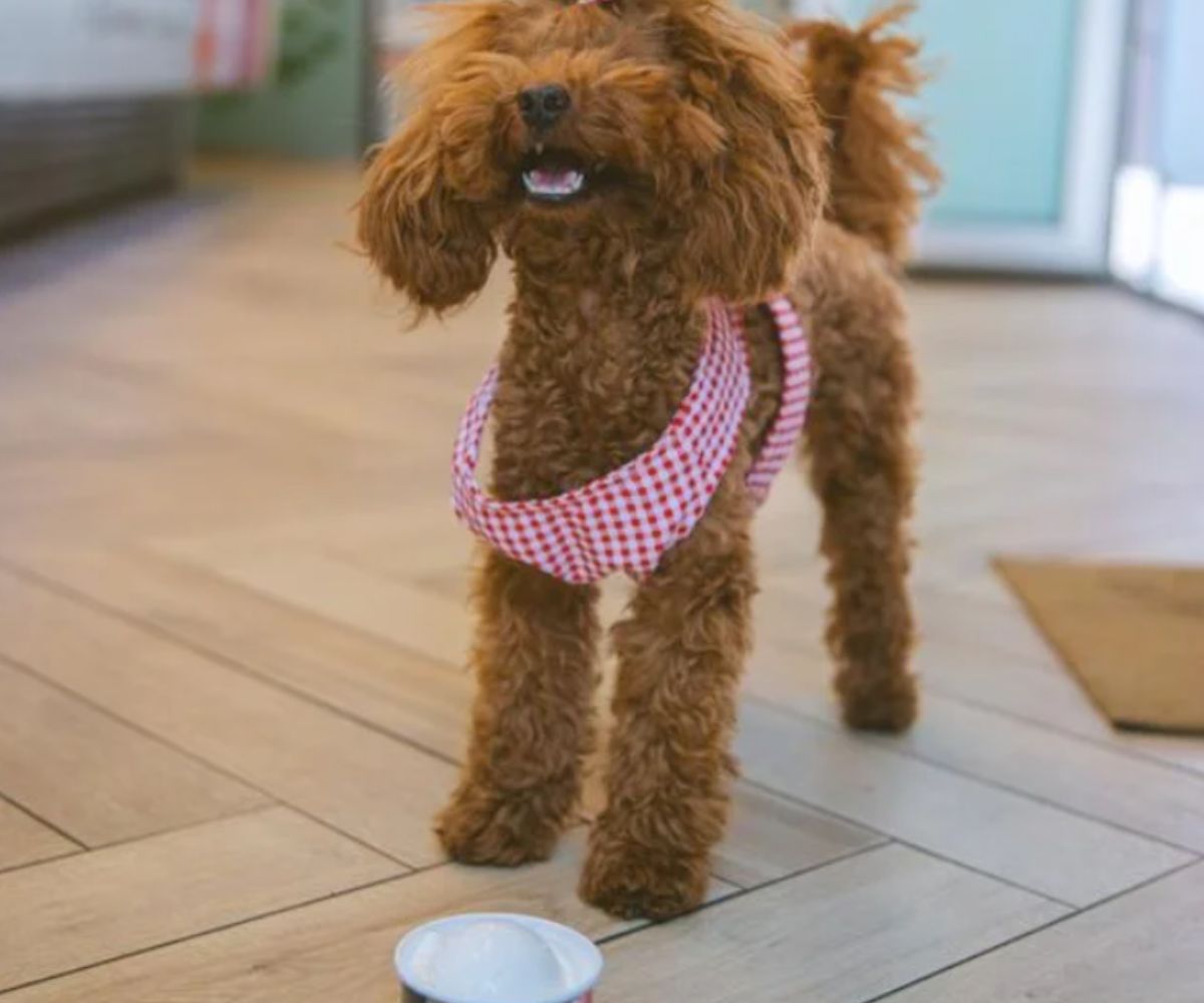 Vía Lattea Pet-Friendly Helados para perros